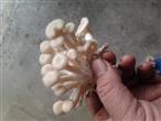 水晶菇(可在家栽培)